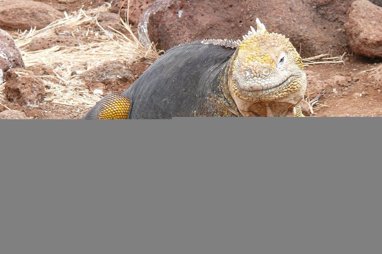 Turismo en America Latina - Galápagos